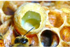 รูปย่อ นมผึ้งหรือรอยัลเยลลี่ (Royal Jelly) คืออะไร?มาดูกัน นมผึ้งเป็นสารชนิดหนึ่งที่ผลิตจากต่อมที่ชื่อว่า ไฮโปฟาริงซ์ ที่อยู่บร รูปที่2
