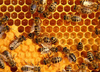 รูปย่อ นมผึ้งหรือรอยัลเยลลี่ (Royal Jelly) คืออะไร?มาดูกัน นมผึ้งเป็นสารชนิดหนึ่งที่ผลิตจากต่อมที่ชื่อว่า ไฮโปฟาริงซ์ ที่อยู่บร รูปที่3