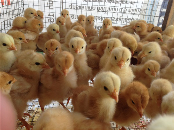 จำหน่ายลูกไก่ไข่  ไก่สาวพร้อมไข่ ลูกเป็ดไข่ เป็ดสาวพร้อมไข่ บาบารี่ ปักกิ่ง ไก่พื้นเมืองประดู่หางดำ ลูกไก่คละเพศ ซื้อน้อ รูปที่ 2
