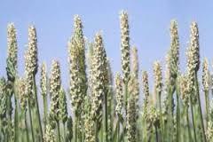ธัญพืชเส้นใยล้างพิษในลำไส้(Psyllium Husk-Effective nattural colon-cleaning) รูปที่ 5