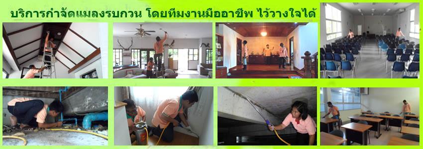 กำจัดปลวก ด้วยสารสกัดธรรมชาติ เนเจอร์เฮิร์บ รูปที่ 5