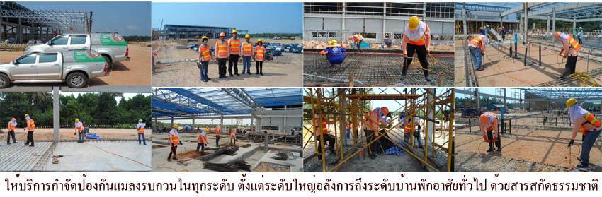 กำจัดปลวก ด้วยสารสกัดธรรมชาติ เนเจอร์เฮิร์บ รูปที่ 4