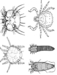 รูปย่อ Pyrethrum Extract 50% สารกำจัดแมลง และสัตว์เลือดเย็น เพื่อการผลิต รูปที่3