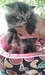 รูปย่อ ขายลูกแมวเปอร์เซีย ชินชิลล่า อายุสองเดือนค่ะ มีสามตัว ผู้2 หญิงหน รูปที่2