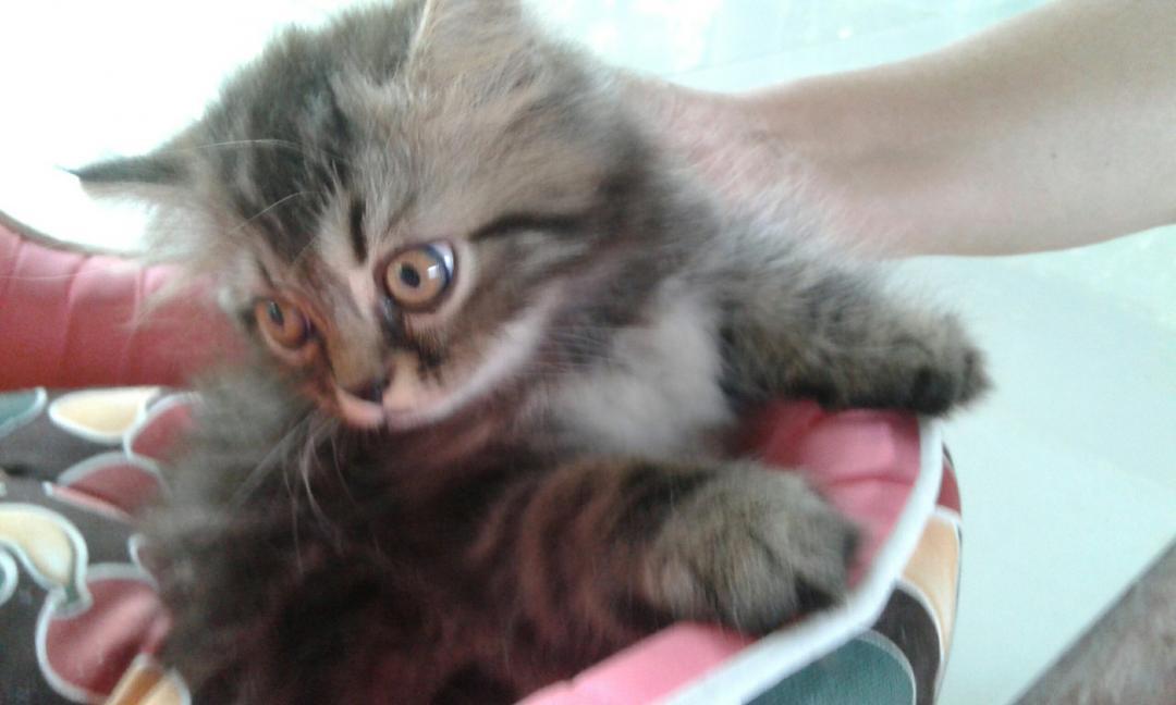 ขายลูกแมวเปอร์เซีย ชินชิลล่า อายุสองเดือนค่ะ มีสามตัว ผู้2 หญิงหน รูปที่ 1