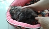 รูปย่อ ขายลูกแมวเปอร์เซีย ชินชิลล่า อายุสองเดือนค่ะ มีสามตัว ผู้2 หญิงหน รูปที่4