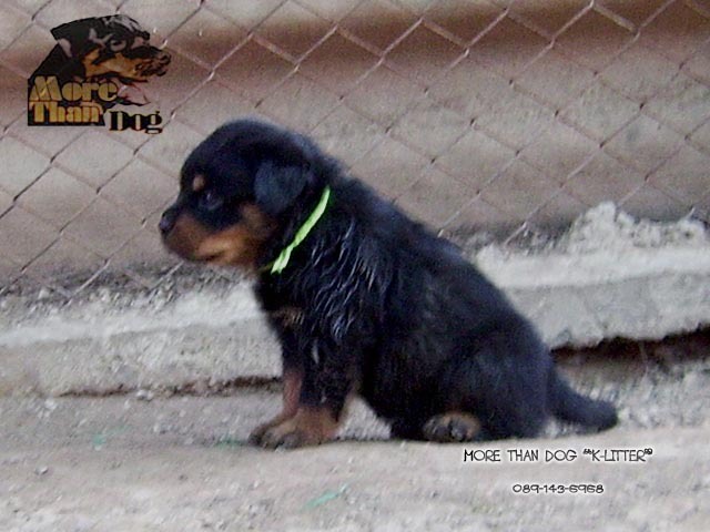 ขาย ลูกสุนัข ร็อตไวเลอร์ K-LITTER รูปที่ 5