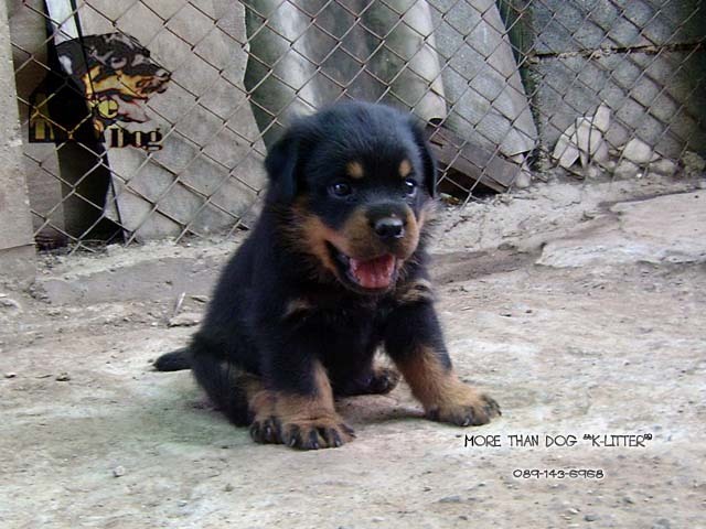ขาย ลูกสุนัข ร็อตไวเลอร์ K-LITTER รูปที่ 3
