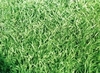 รูปย่อ ณัฐพลไร่หญ้า จำหน่ายหญ้านวลน้อย หญ้ามาเลเซีย หญ้าญี่ปุ่น หญ้าพาสพ รูปที่6