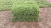 รูปย่อ ณัฐพลไร่หญ้า จำหน่ายหญ้านวลน้อย หญ้ามาเลเซีย หญ้าญี่ปุ่น หญ้าพาสพ รูปที่2