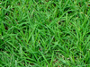 รูปย่อ ณัฐพลไร่หญ้า จำหน่ายหญ้านวลน้อย หญ้ามาเลเซีย หญ้าญี่ปุ่น หญ้าพาสพ รูปที่3