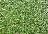 รูปย่อ ณัฐพลไร่หญ้า จำหน่ายหญ้านวลน้อย หญ้ามาเลเซีย หญ้าญี่ปุ่น หญ้าพาสพ รูปที่4