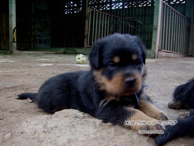 ขาย ลูกสุนัข ร็อตไวเลอร์ K-LITTER : สมุทรสงคราม รูปที่ 3