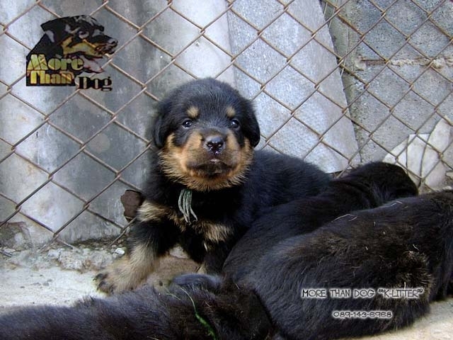 ขาย ลูกสุนัข ร็อตไวเลอร์ K-LITTER : สมุทรสงคราม รูปที่ 4