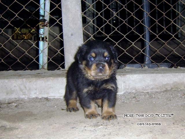 ขาย ลูกสุนัข ร็อตไวเลอร์ K-LITTER : สมุทรสงคราม รูปที่ 5