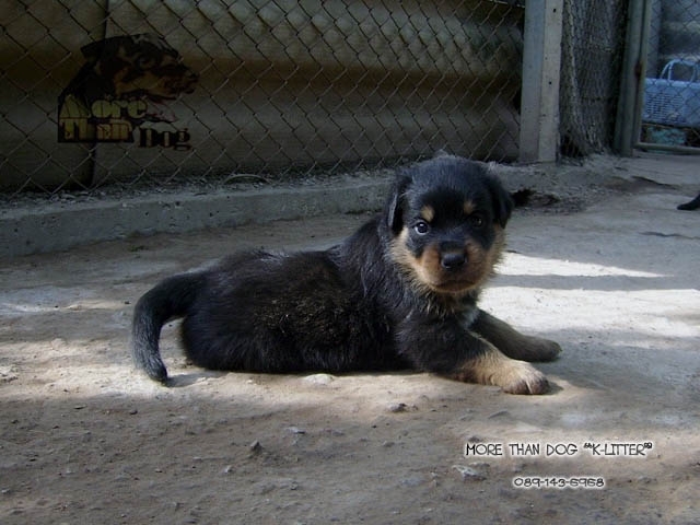 ขาย ลูกสุนัข ร็อตไวเลอร์ K-LITTER : สมุทรสงคราม รูปที่ 6