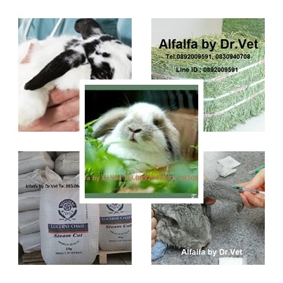 หญ้าอาหารกระต่าย ม้า อัลฟัลฟ่า ทิมโมธี Alfalfa timothy for horses and rabbits : กรุงเทพมหานคร รูปที่ 1