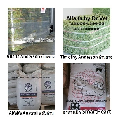 หญ้าอาหารกระต่าย ม้า อัลฟัลฟ่า ทิมโมธี Alfalfa timothy for horses and rabbits : กรุงเทพมหานคร รูปที่ 3