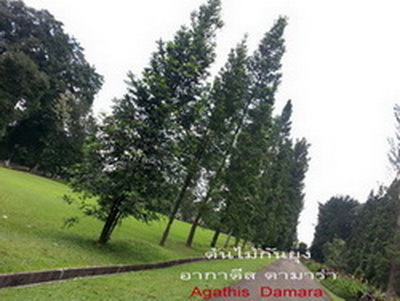 ต้นไม้กันยุง สนหอมอากาตีส นำเข้า พันธุ์ไม้ป้องกันยุง และแมลง ใบมี รูปที่ 7