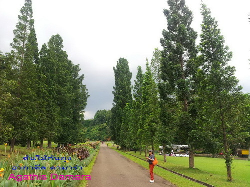 ต้นไม้กันยุง สนหอมอากาตีส นำเข้า พันธุ์ไม้ป้องกันยุง และแมลง ใบมี รูปที่ 4