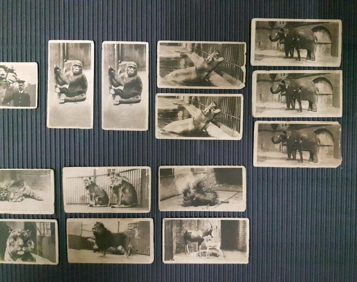 การ์ดซิกกาแรต Zoo Logical Studies รูปที่ 5