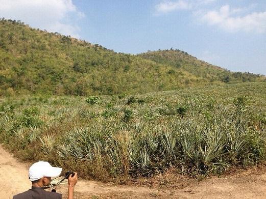 Land for Sale ขายด่วนที่ดิน 47 ไร่ อ.แก่งกระจาน จ.เพชรบุรี รูปที่ 3