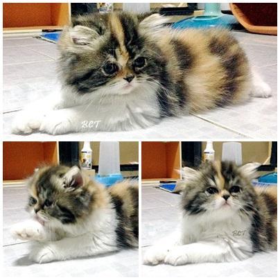 ลูกแมวเปอร์เซีย เพศเมีย สามสี พร้อมย้ายบ้านใหม่ แล้วจ้ะ รูปที่ 7