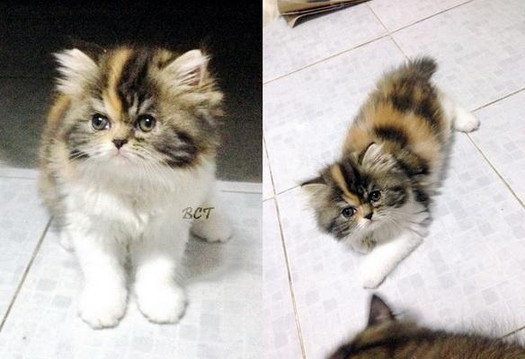ลูกแมวเปอร์เซีย เพศเมีย สามสี พร้อมย้ายบ้านใหม่ แล้วจ้ะ รูปที่ 4