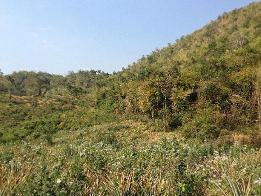 Land for Sale ขายด่วนที่ดิน 47 ไร่ อ.แก่งกระจาน จ.เพชรบุรี รูปที่ 5