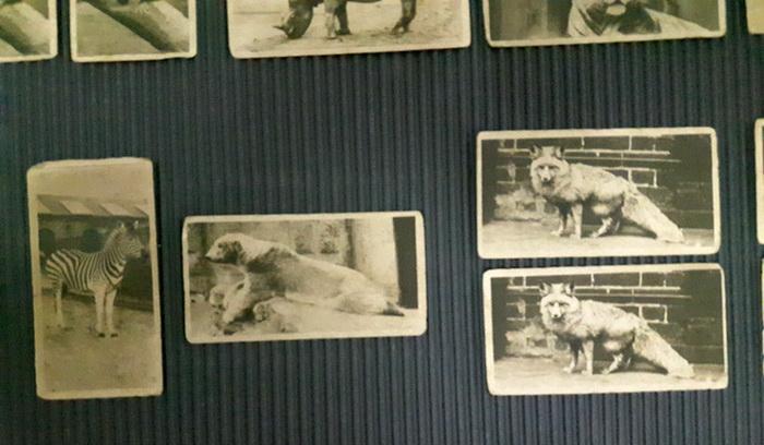 การ์ดซิกกาแรต Zoo Logical Studies รูปที่ 6