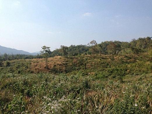 Land for Sale ขายด่วนที่ดิน 47 ไร่ อ.แก่งกระจาน จ.เพชรบุรี รูปที่ 4
