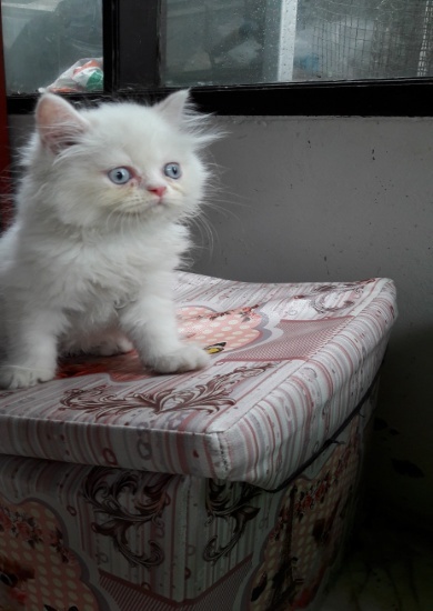 ขายแมวเปอร์เซียร เพศผู้ สีขาว ราคา2500บาท รูปที่ 1