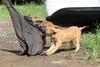 รูปย่อ ขายลูกสุนัขพันธุ์มาลีนอย มีใบเพ็ดดีกรี 0865849749 รูปที่1