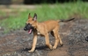 รูปย่อ ขายลูกสุนัขพันธุ์มาลีนอย มีใบเพ็ดดีกรี 0865849749 รูปที่2