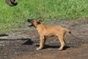 รูปย่อ ขายลูกสุนัขพันธุ์มาลีนอย มีใบเพ็ดดีกรี 0865849749 รูปที่4
