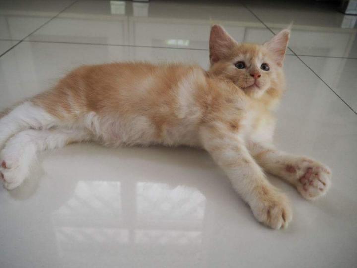 ลูกแมวเมนคูนแท้ ราคาพิเศษ รูปที่ 4