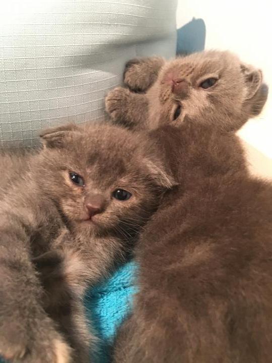 Scottish fold รูปที่ 3