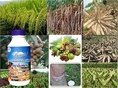 ว้าว !!! อาหารเสริมพืช SW ชนิดเข้มข้น และไคโตซานมิกซ์ ตรายิ้มสยาม สกัดจากธรรมชาติ 100 เปอร์เซ็นต์ โดยไม่มีเคมีเจือปน ช่วยลดต้นทุนทางการเกษตร-