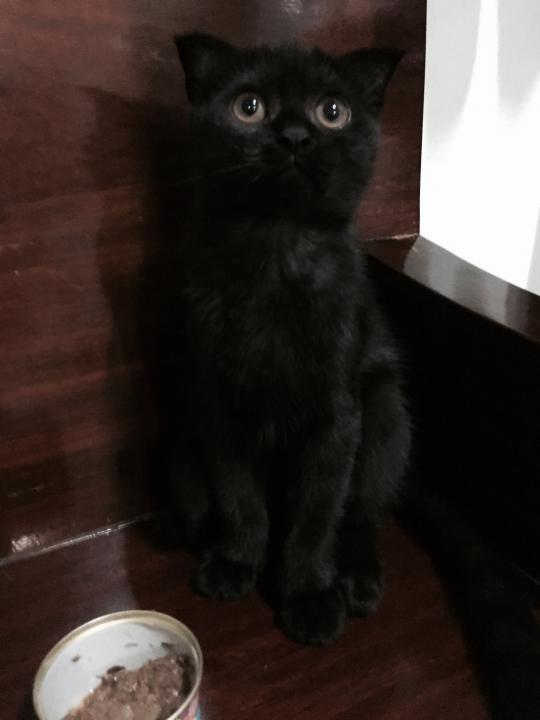 Scottish fold หูพับ รูปที่ 6