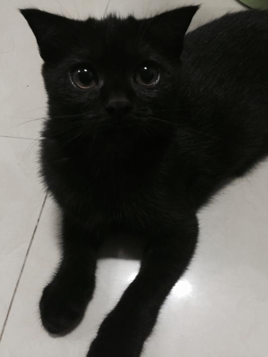Scottish fold หูพับ รูปที่ 4