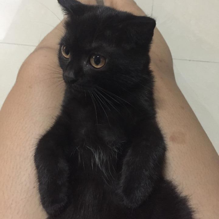 Scottish fold หูพับ รูปที่ 3
