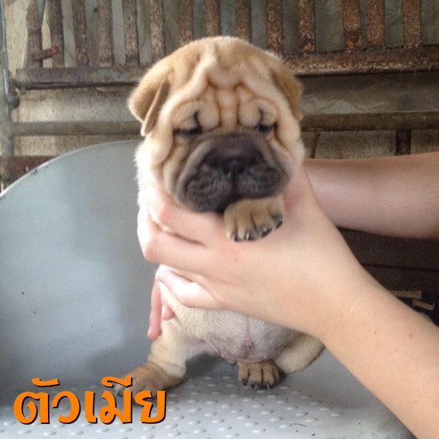 ต้องการขายลูกสุนัข รูปที่ 4