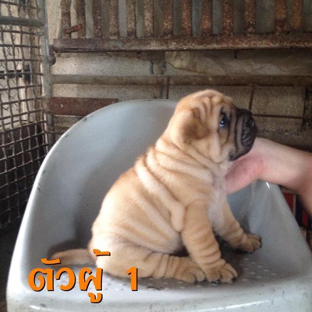 ต้องการขายลูกสุนัข รูปที่ 3