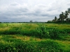 รูปย่อ ขายที่ดิน หมู่1ตำบลคำพราน อำเภอวังม่วง สระบุรี10-3-87 ไร่250000 รูปที่4