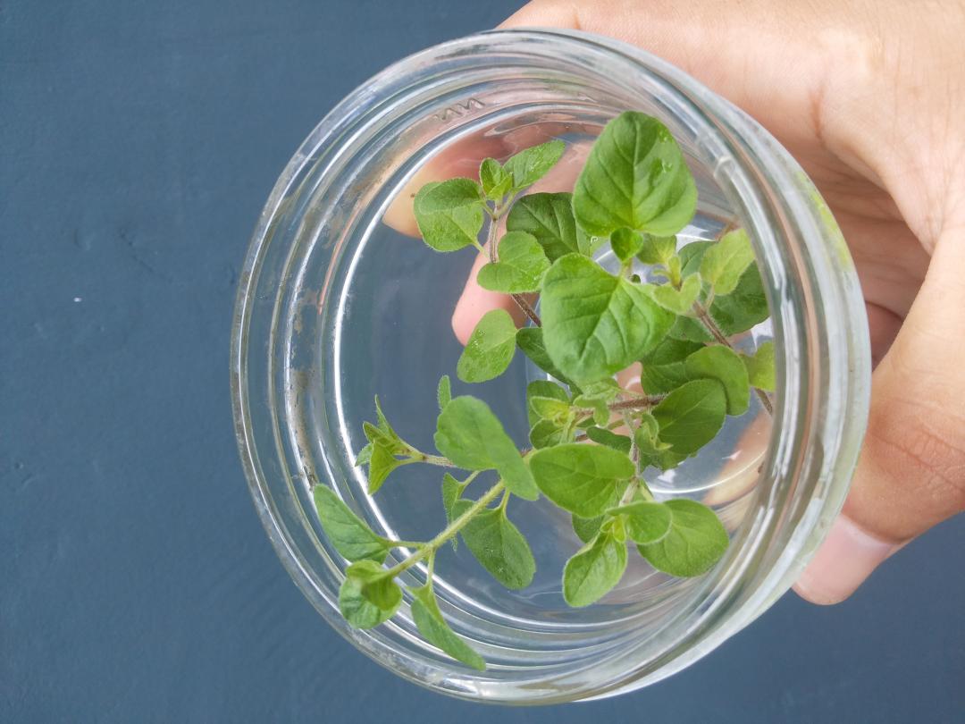 ขายออริกาโน่ Oregano รูปที่ 4