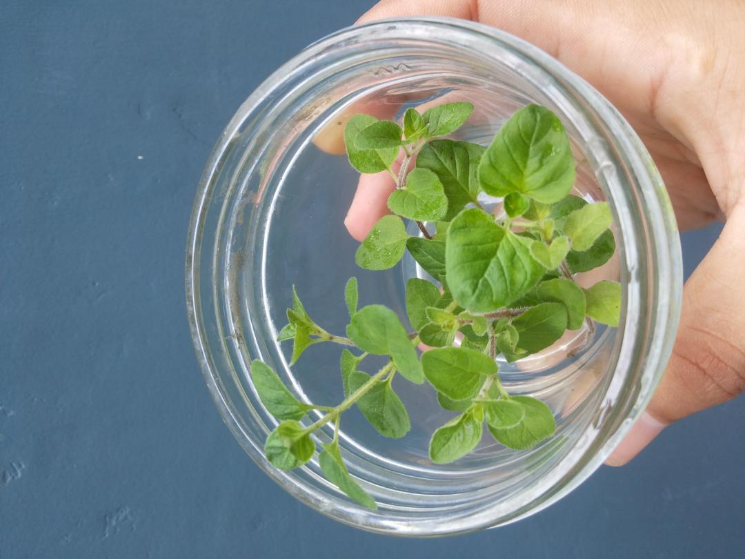 ขายออริกาโน่ Oregano รูปที่ 5