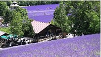 ทัวร์ญี่ปุ่น HOKKAIDO LAVENDER NO 1 โทมิตะฟาร์ม  ฟุราโนะ บิเอะ โอตารุ ซัปโปโร 5 วัน 3 คืนบินการบินไทย รูปที่ 1