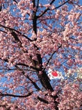 ทัวร์ญี่ปุ่น ฮอกไกโด 6 วัน 4 คืน Colorful in Hokkaido บินTG เดินทาง เดือนกรกฎาคม 59 ราคาเพียง 61,900 บาท