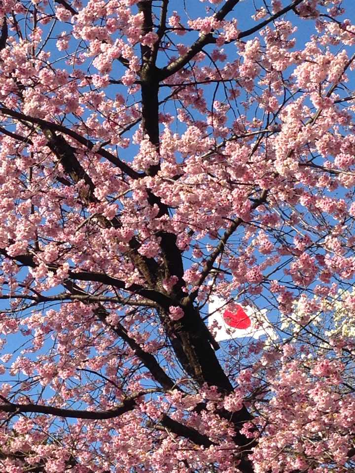 ทัวร์ญี่ปุ่น ทาคายาม่า HILIGHT TAKAYAMA TOKYO 6 วัน3 คืน บินJL เดินทางเดือนพฤษภาคม 2559 ราคาเริ่ม 41,900 บาท รูปที่ 1