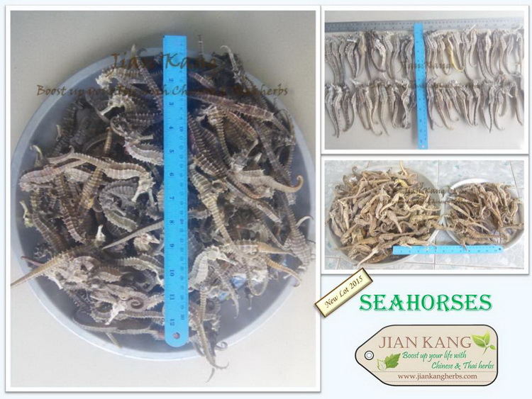 ขาย ม้าน้ำ ตากแห้ง (Sea Horse) จำหน่ายโดย ร้านขายยาจีน เจี้ยนคัง สั่ง ซื้อ ได้เลย รูปที่ 4